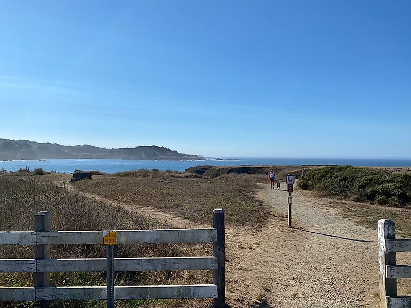 A dog walker comes up one fork of an oceanside dirt trail system. 