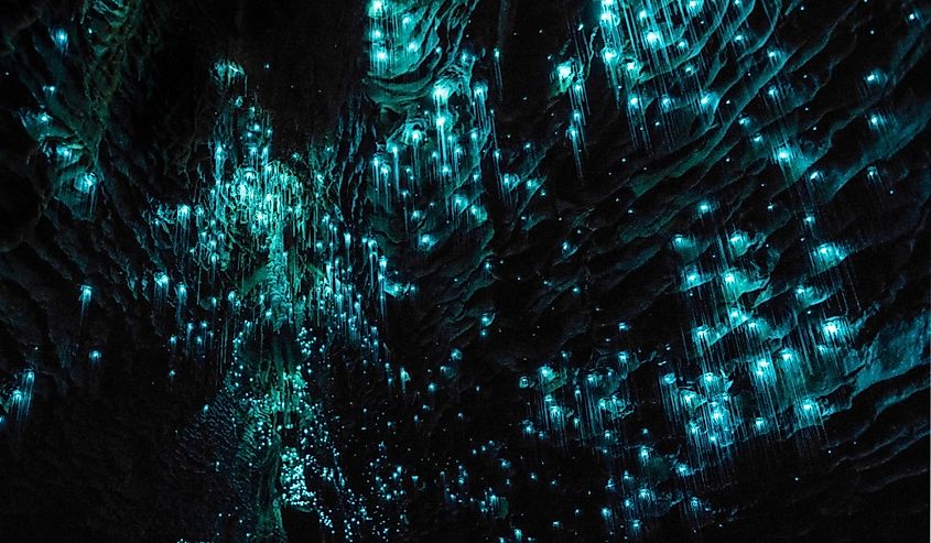 Waitomo Glowworm Caves, Waikato, New Zealand