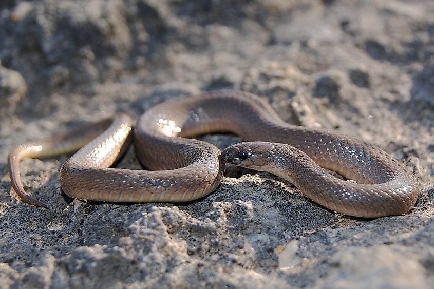 The rough earth snake, (Virginia striatula)