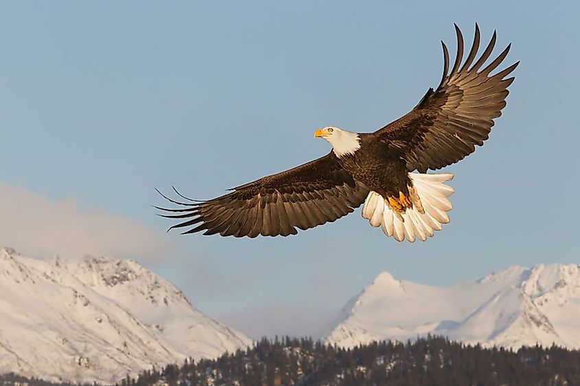 Eagle flying