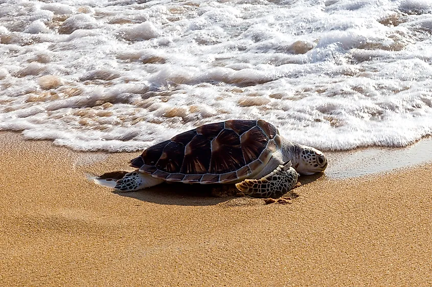Leatherback sea turtle. Image credit: Andamansky/Shutterstock.com