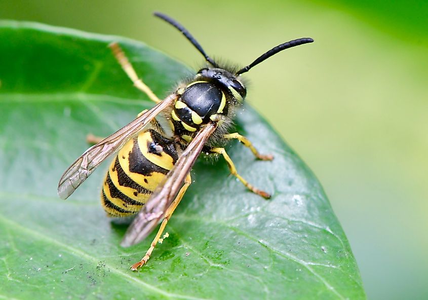 Common wasp (Vespula vulgaris) resting on a leaf.