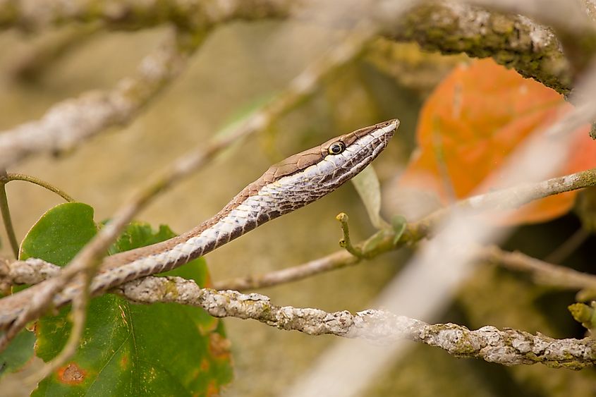 The Mexican Vine Snake (Oxybelis aeneus), also known as the Brown Vine Snake