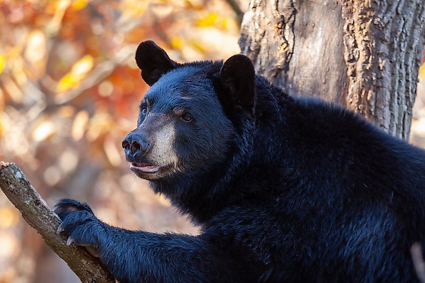 Black bear sitting on a branch in a tree gazing into the distance.