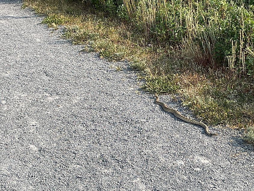 A prairie rattlesnake makes its way up a gravel trail, bordered by dry grasses. 