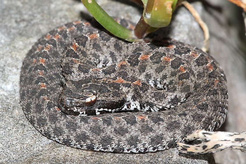 Dusky pygmy rattlesnake.