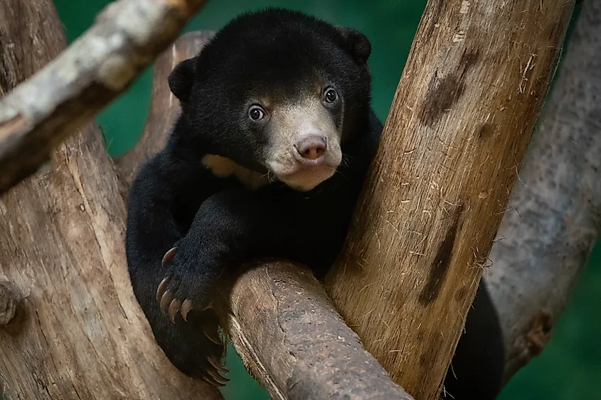 Baby sun bear (Credit: Andrew Lilley via Shutterstock)