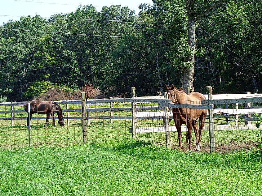 Horse stable in the Meadowlands