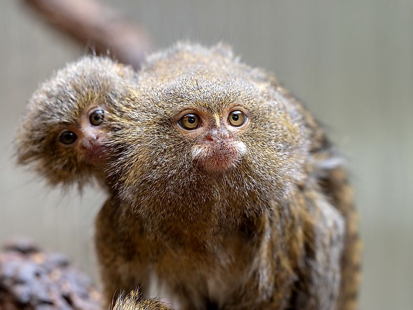 A pygmy marmoset with child.
