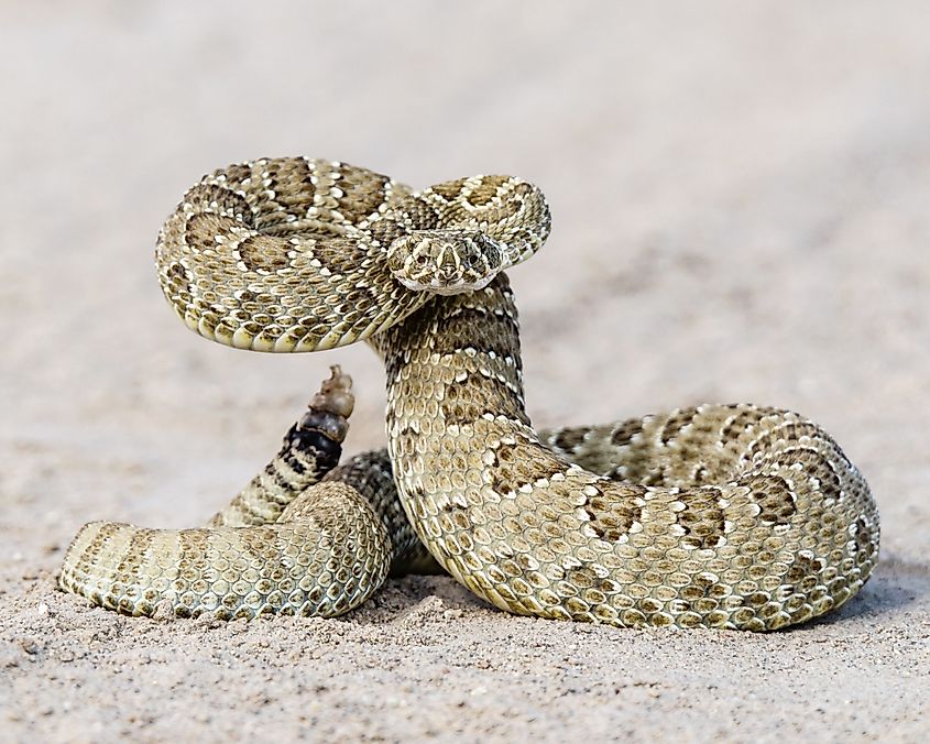 A prairie rattlesnake in striking pose.
