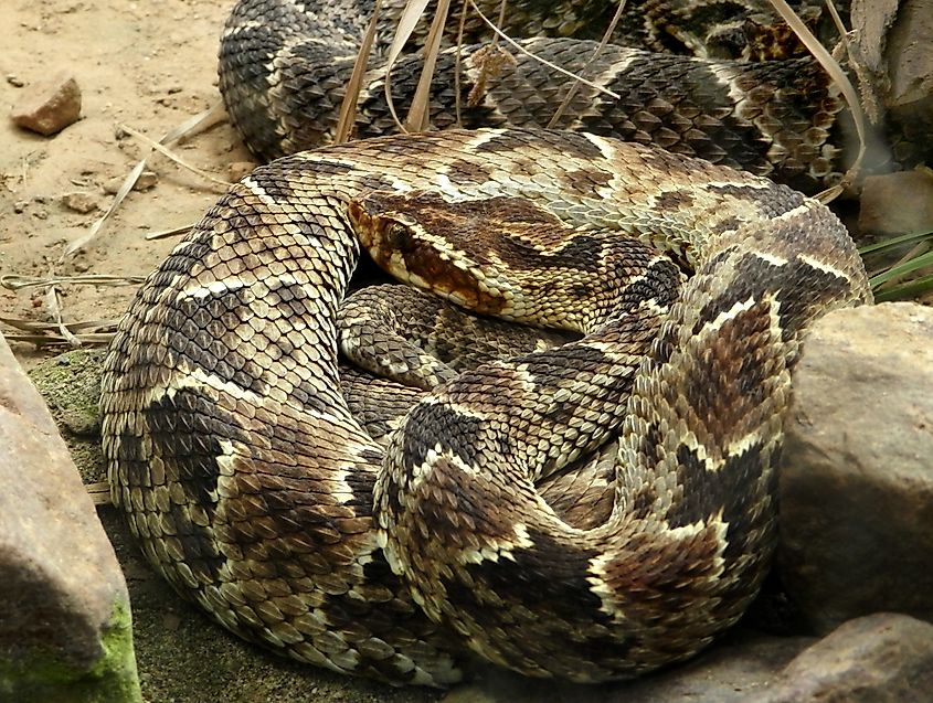 The Barnett's Lancehead snake in Peru.