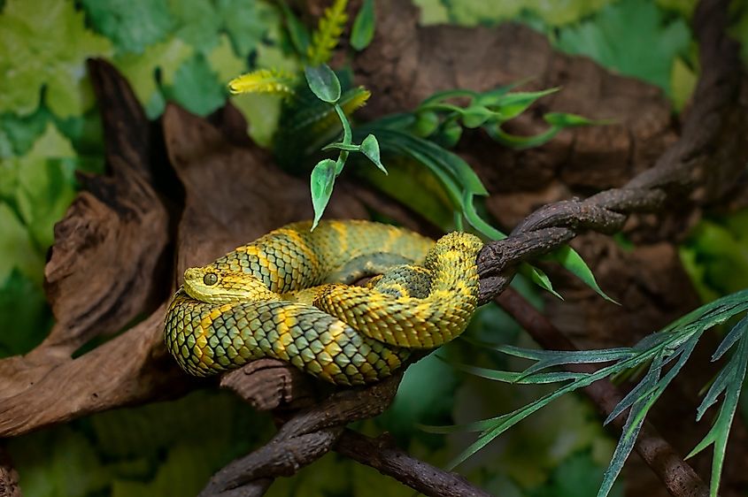 Spiny Bush Viper