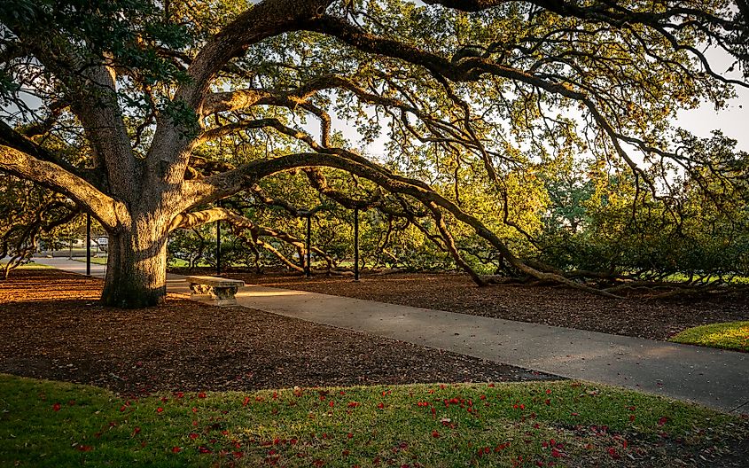 The Century Tree in College Station, Texas.