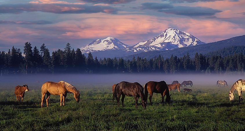 Sunrise with horses on a foggy Black Butte Ranch meadow with the Three Sisters mountains in the background near Sisters, Oregon.