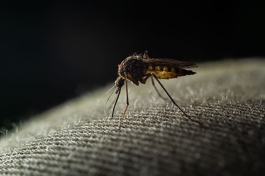 Macro shot of a mosquito sucking blood, with its mouthparts piercing through clothing. Mosquitoes are carriers of human and animal diseases, highlighting the importance of protection against bites. The image focuses selectively on the mosquito in action.