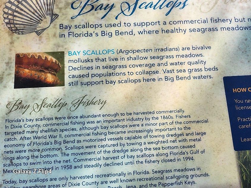 Information sign on Bay Scallops. Image credit Jason Phillips.