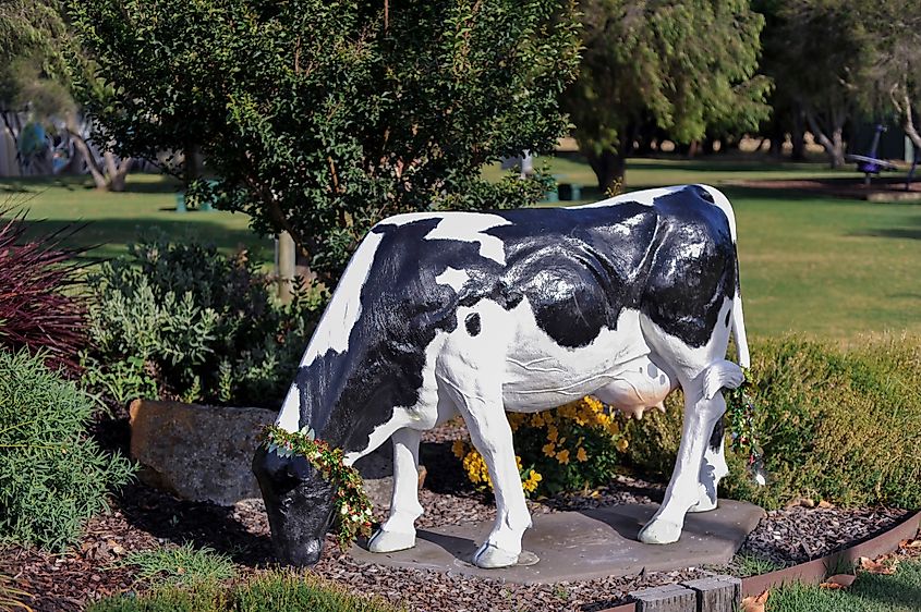 Cow statue in Cowaramup, Australia.