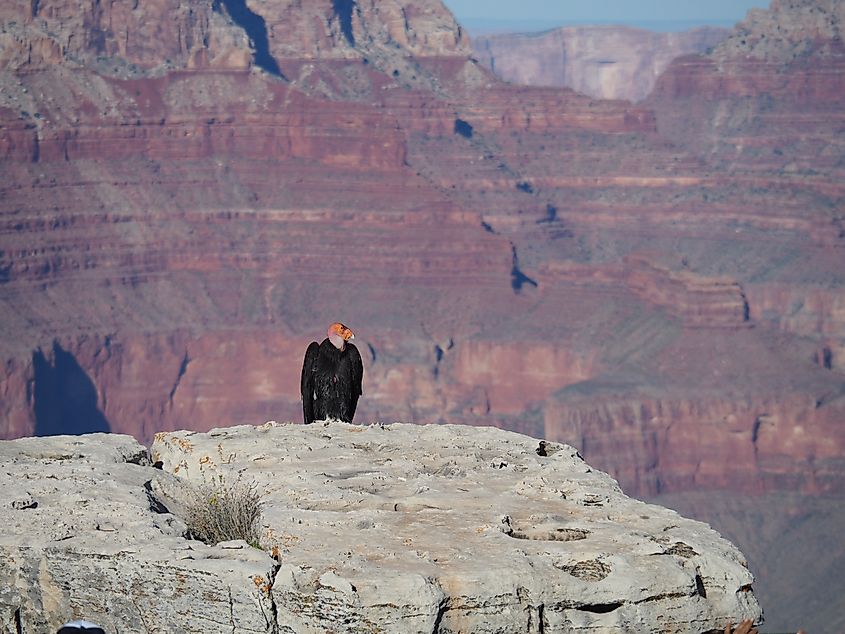 Bark Scorpion - Grand Canyon National Park (U.S. National Park Service)