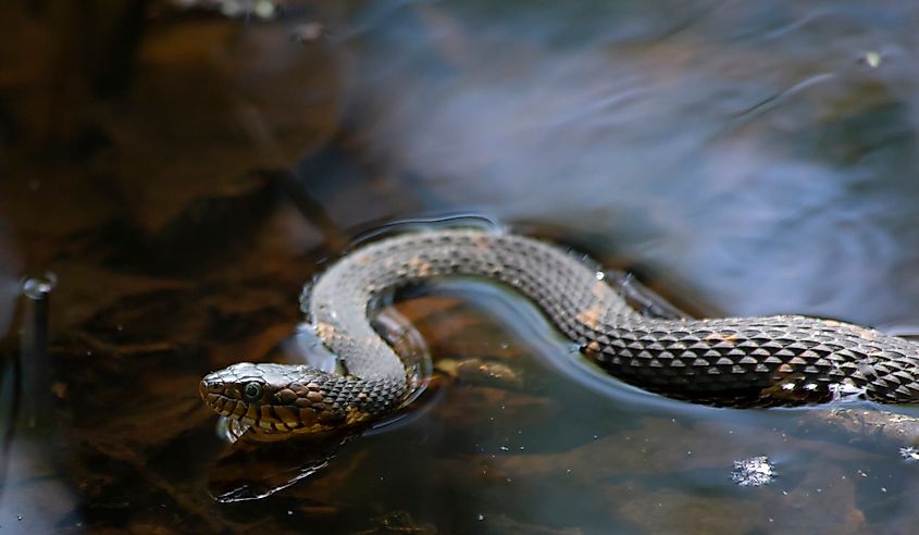 A broad-banded watersnake.
