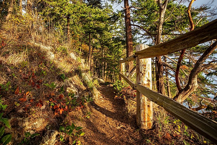 Trails in the Larrabee State Park, Washington.