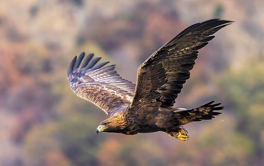 Golden Eagle in flight