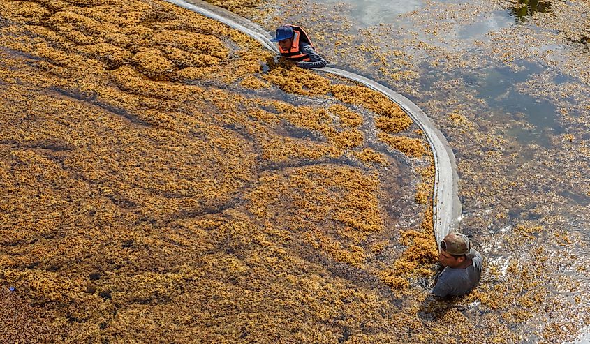 Worker's called "Sargazeros" cleaning the beach full of sargassum algae in the Riviera Maya.