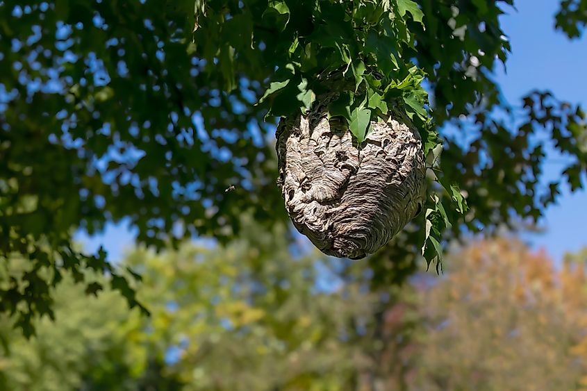 Bald-faced hornet nest on a tree in a park.