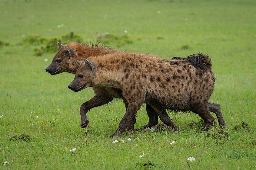 Spotted hyenas