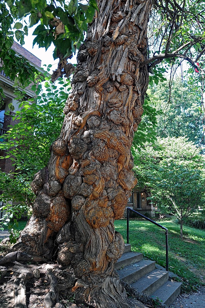 Witches' Tree in Louisville, Kentucky.