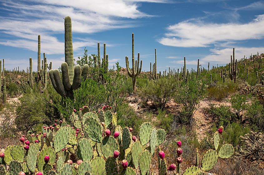 Giant cacti in Saguaro National Park. Arizona