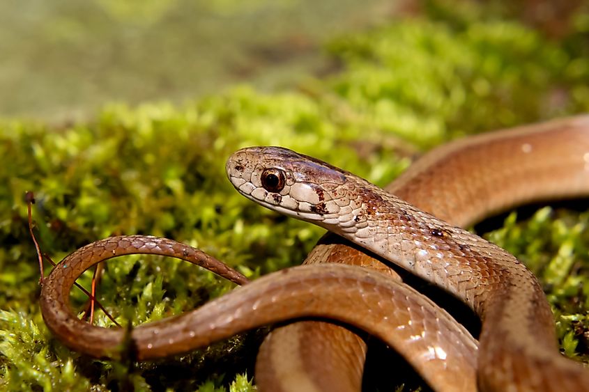 A DeKay's brown snake on green moss, they are non venomous.