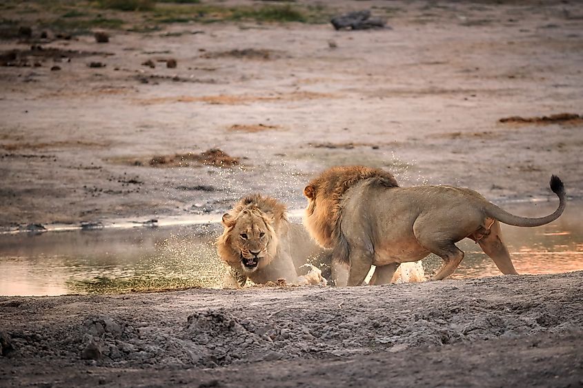 Two male lions engaging in a fight.