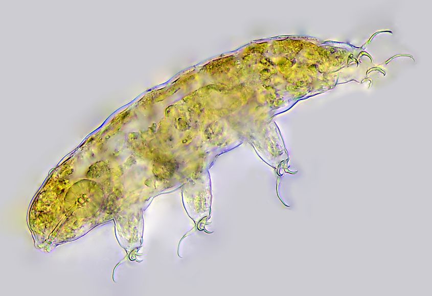 Microscopic image of a tardigrade.