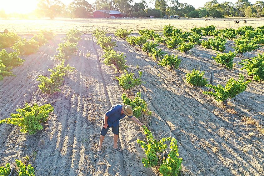 a vineyard in Swan Valley near Perth in Western, Australia.