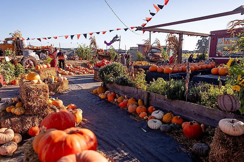 The Andreotti Family Farm in Half Moon Bay, California