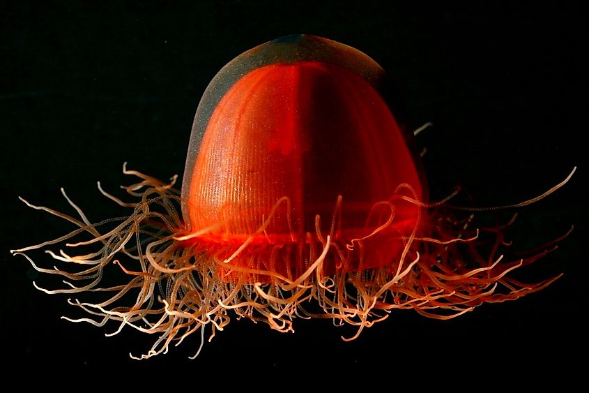 View of a Crossata genus jellyfish.