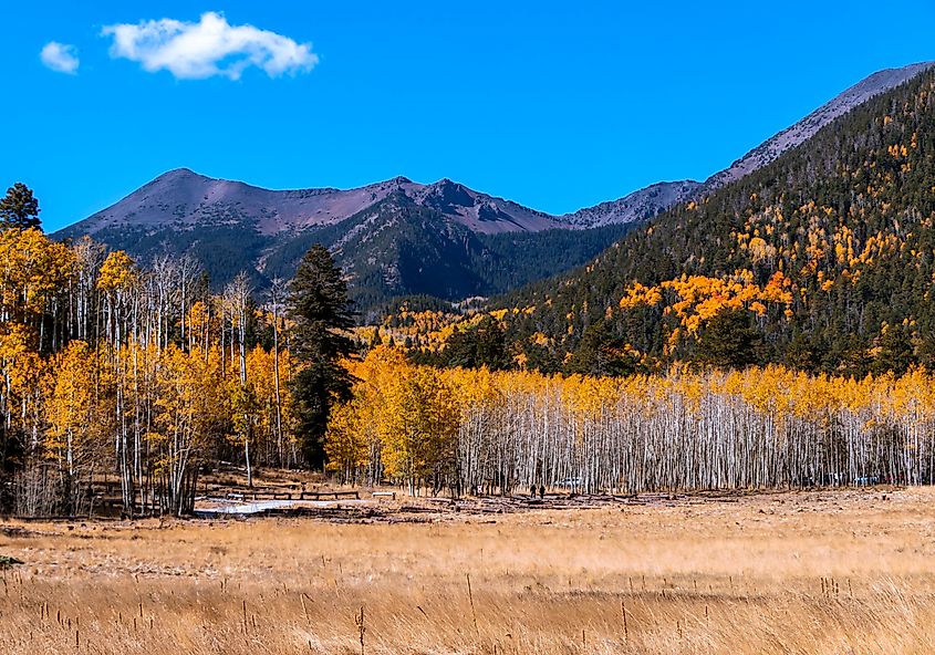 Scenic meadow near Flagstaff, Arizona.