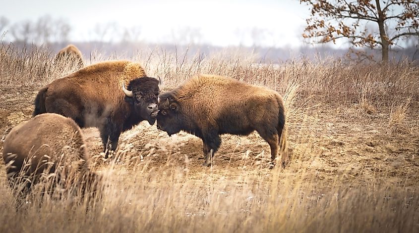 A bull bison licks the head of a younger bison on a midwest prairie in Indiana.