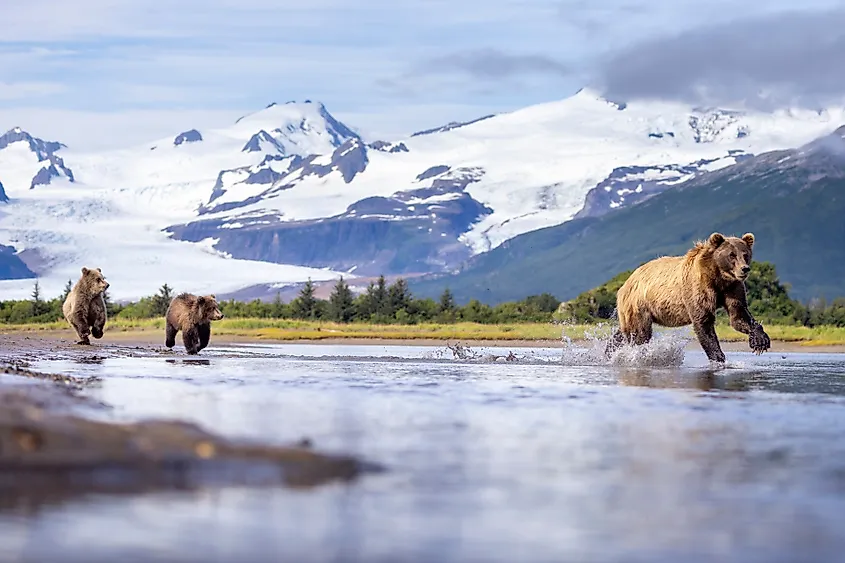 Bears do well in Alaska, but not snakes.