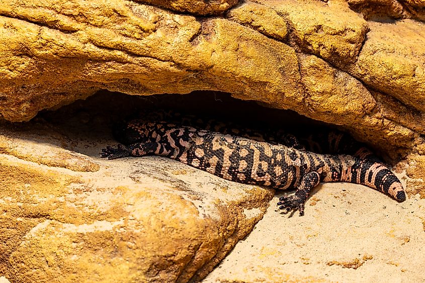 A Gila monster resting in the shade of a rock.