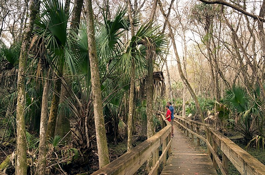 Visitors to the park on a wooden walkway above the swampy terrain. Highlands Hammock, Florida State Parks, USA.