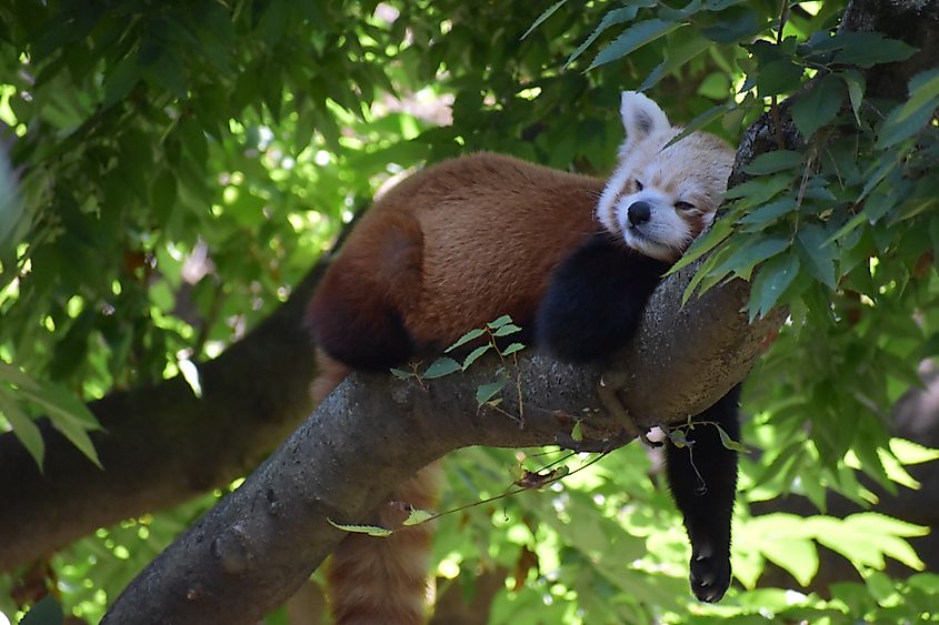 Indianapolis Zoo