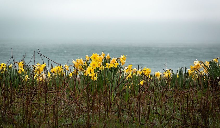 Yellow Shoreline Daffodils on Nantucket Island