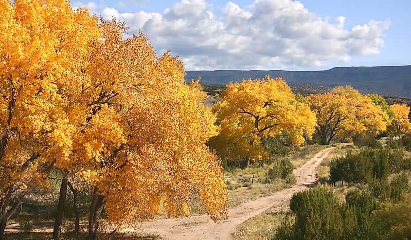 Cottonwood trees in fall color along highway 4 through the Jemez mountains of central New Mexico.