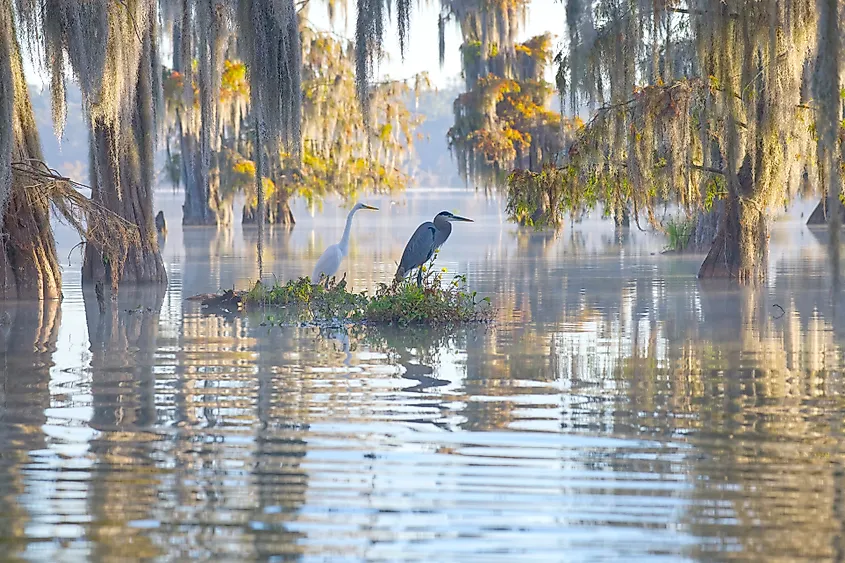 Birds and bald cypress trees in Caddo Lake, Atchafalaya basin.