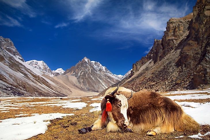 A yak grazing in the Bhutanese Himalayas.