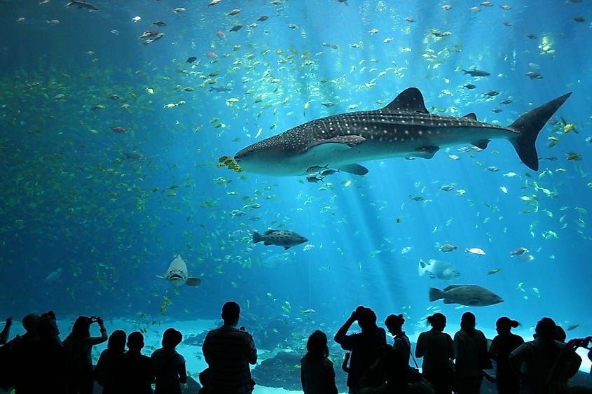 Male whale shark in the Georgia Aquarium, USA. Image Credit Zac Wolf via Wikimedia.