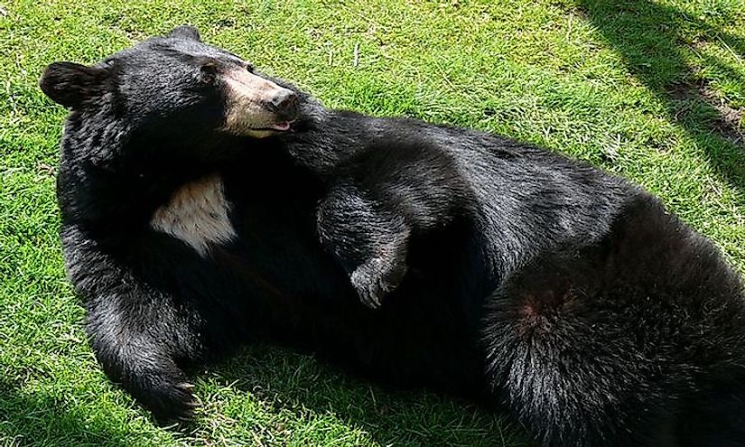 View of an American Black Bear