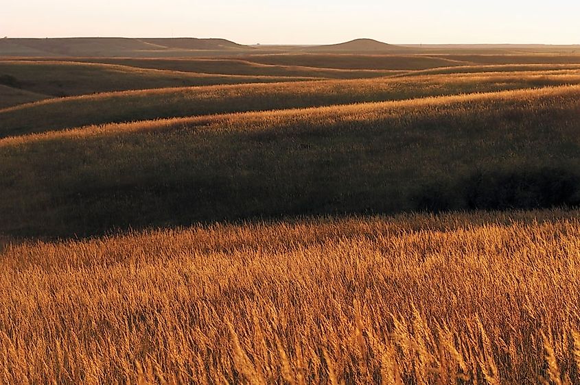 Golden konza tallgrass prairie at the Flint Hills National Wildlife Refuge.