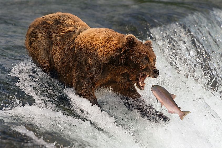 A bear attempting to catch a salmon in Alaska. Image credit nwdph via Shutterstock. 